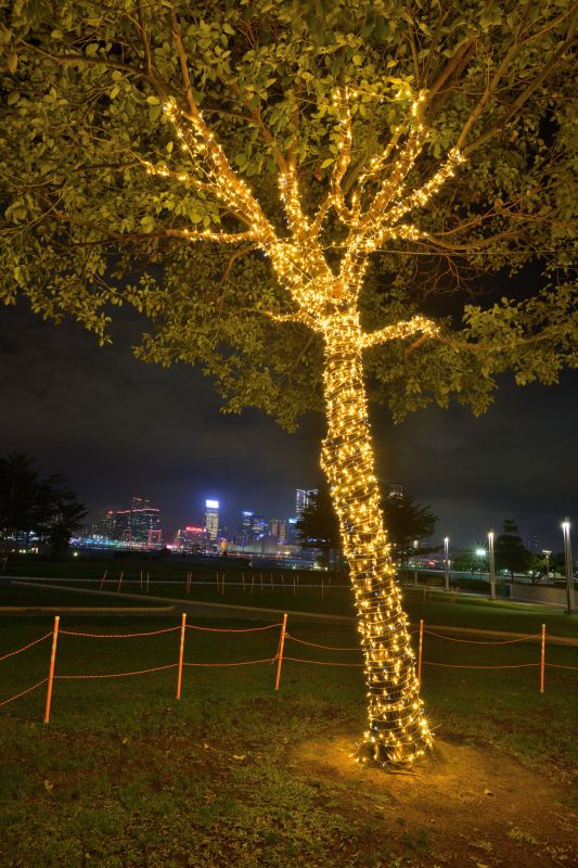 Decorative Lighting on Trees and Landscape